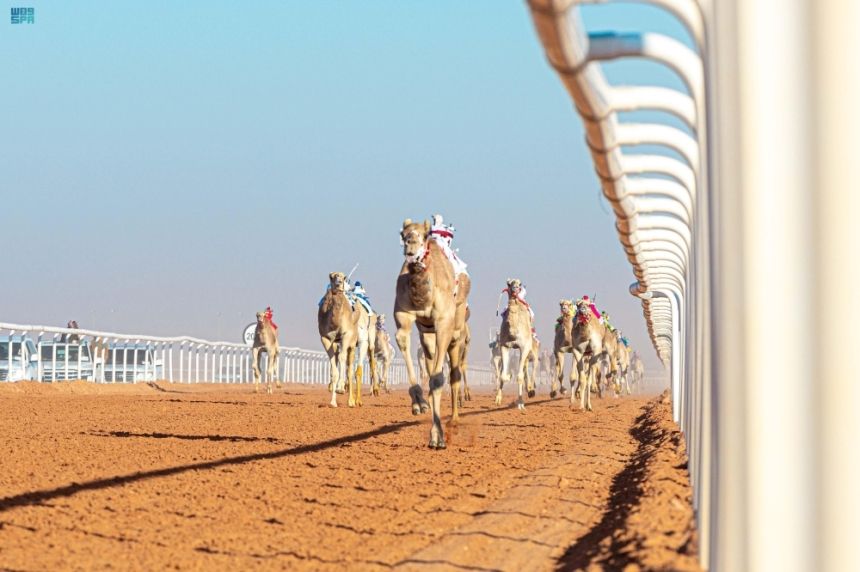 سباقات الهجن في مهرجان الملك عبدالعزيز للإبل - واس