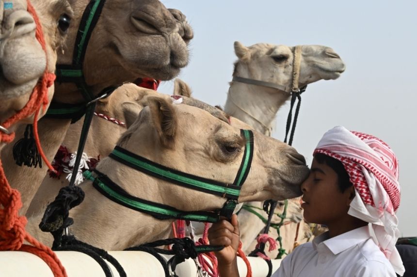 الإبل تُعد رمزًا ثقافيًا أصيلًا يرتبط بتراث المملكة - واس