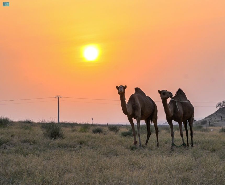 إبل السَّواحل في الباحة - واس