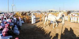 مزاد الإبل ينطلق في نجران - جورنالك الرياضي