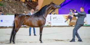 الخميس.. حائل تستقبل دولية الخيل - جورنالك الرياضي