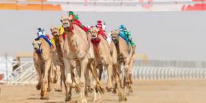 الجمعة.. انطلاق تحدي الهجن في تبوك - جورنالك الرياضي