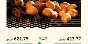 "البيئة": المملكة تسجل ارتفاعًا قياسيًا في إنتاج محصول البطاطس - جورنالك