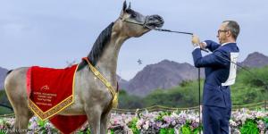 الأربعاء.. انطلاقة جولة الجياد العربية - جورنالك الرياضي