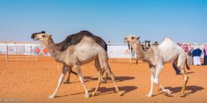 مهرجان الملك عبد العزيز.. 33 فردية تستعرض أمام اللجنة - جورنالك الرياضي