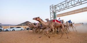 تدشين سباقات ميدان العلا للهجن لتعزيز ريادتها كموطن للرياضات التراثية - جورنالك السعودي