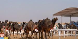 مهرجان الإبل.. انطلاق منافسات الفحل المنتج - جورنالك الرياضي