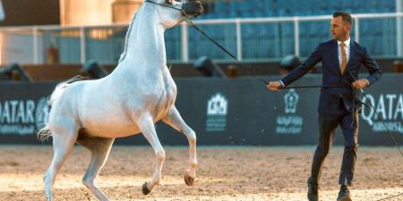 ابن جفين: الفروسية قدمت لنا «جوهرة» - جورنالك الرياضي