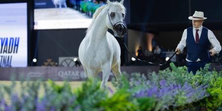 ذهب الجياد العربية يلمع في الرياض - جورنالك الريـاضي