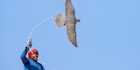 صور.. تنافس قوي وأشواط مثيرة بكأس نادي الصقور في حفر الباطن - جورنالك السعودي