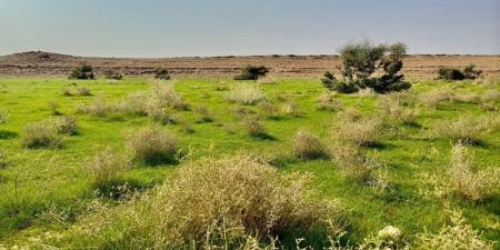 صور.. بعد هطول الأمطار.. ضواحي رفحاء تكتسي بالرداء الأخضر - جورنالك السعودي