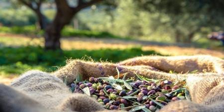 "زراعة الوسطية" تدعو المزارعين لتقليم أشجار الزيتون - جورنالك