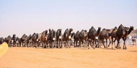 400 فردية تنافس على لقب بيرق الموحد - جورنالك الرياضي