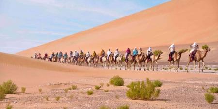 النسخة الـ11 من رحلة الهجن في طريق عودتها إلى دبي - جورنالك في الأربعاء 11:18 صباحاً