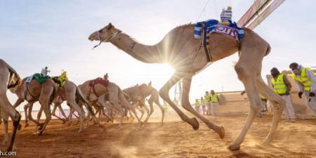 جوزاء وخلود تتزعمان سباق الهجن - جورنالك الرياضي