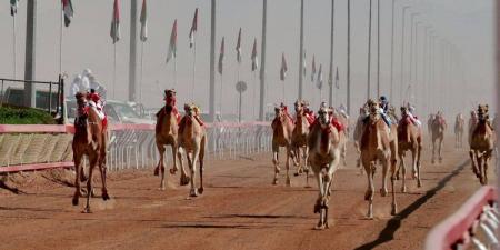 مهرجان محمد بن زايد للهجن ومزاينة الإبل "اللبسة" ينطلق الأربعاء المقبل - جورنالك في الأحد 06:45 مساءً