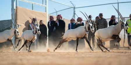 شاهد: إطلاق 66 من ظباء الريم والإدمي و المها الوضيحي وطيور الحبارى في محمية الملك خالد الملكية - جورنالك