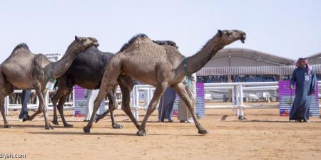 5 آلاف مشجع يتابعون شوط سيف الملك - جورنالك الرياضي