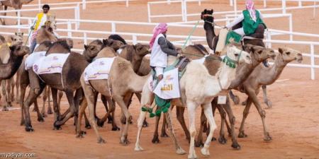 مهرجان الإبل يختتم منافسات «الطبع» - جورنالك الرياضي