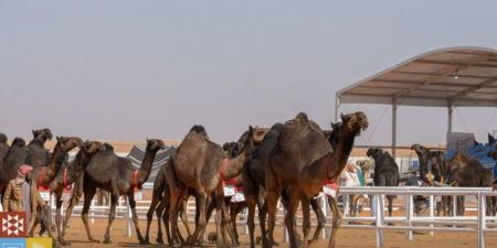 مهرجان الإبل.. انطلاق منافسات الفحل المنتج - جورنالك الرياضي