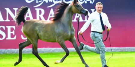 «عجمان لجمال الخيل العربية» تنطلق في الزوراء اليوم - جورنالك في الخميس 11:02 صباحاً