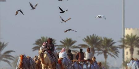 شارع المليون .. وجهة متميزة لعشاق الإبل بمهرجان الظفرة - جورنالك في الخميس 01:53 مساءً