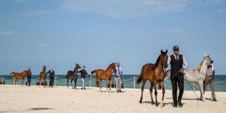 انطلاق بطولة الظفرة لجمال الخيل العربية اليوم - جورنالك في الخميس 10:47 صباحاً