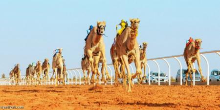 السبت.. إغلاق باب التسجيل في مهرجان الملك - الخليج الان