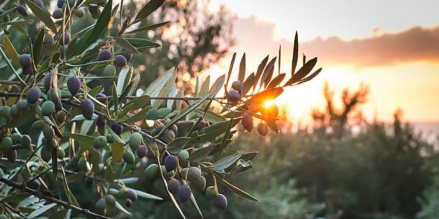 تصنع من أشجاره تحف ومجسمات وأثاث.. الزيتون ماركة مسجلة في بيوت الفلسطينيين - جورنالك السعودي