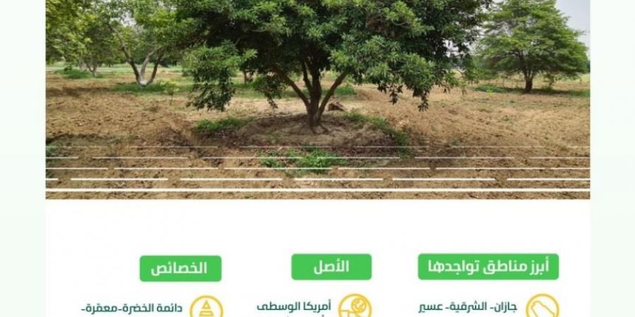 البيئة: انتشار أشجار "الشيكو" بالمملكة خطوة رائدة لتنويع الإنتاج الزراعي - جورنالك السعودي