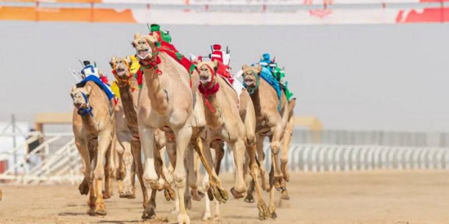 الجمعة.. انطلاق تحدي الهجن في تبوك - جورنالك الرياضي