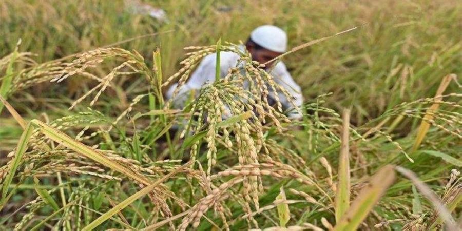 مصر تنتج أكثر من 4.5 ملايين طن أرز - جورنالك في السبت 04:45 مساءً