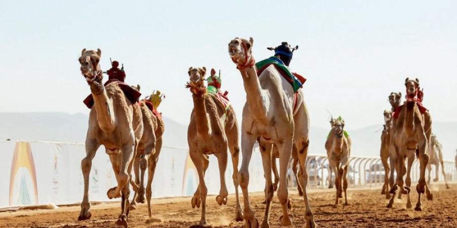 السعوديون والإماراتيون يتصدرون تحدي الهجن - جورنالك الرياضي