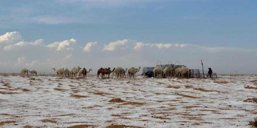 صور| بشارة موسم النباتات العطرية.. الجوف تكتسي بالبياض بعد نزول البرد - جورنالك السعودي