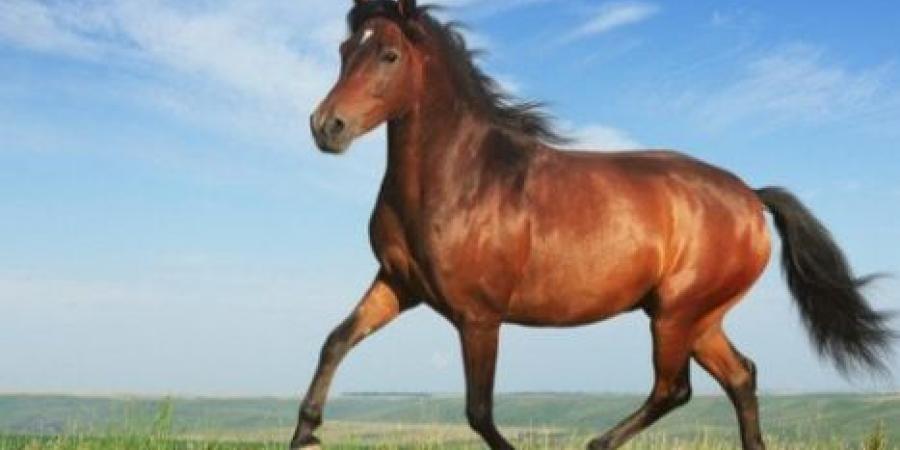 رؤية الخيل في حلم الرجل والمرأة لابن سيرين - جورنالك