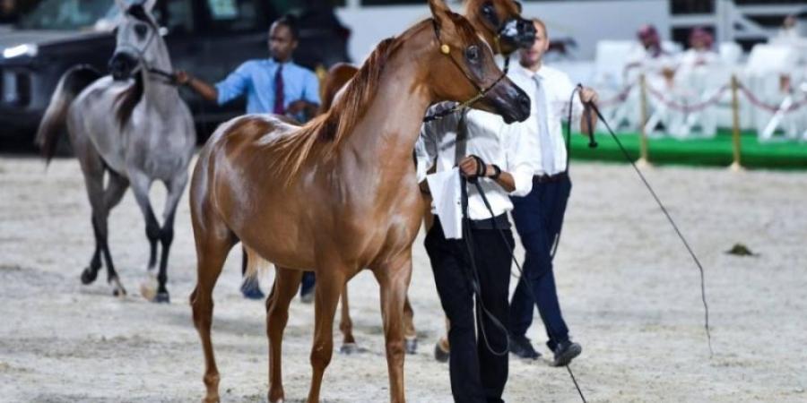 انطلاق بطولة المنطقة الـ(15) لجمال الجواد العربي فئة B - جورنالك