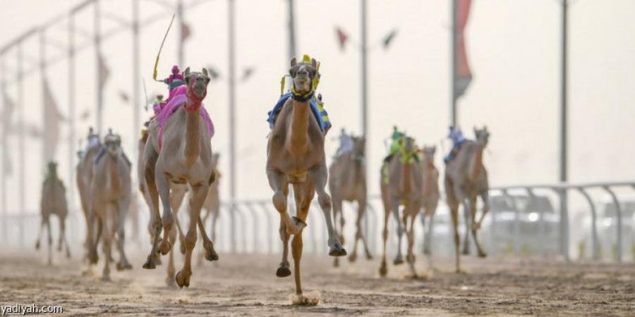 اتحاد الهجن ينظم سباقا في حفر الباطن - جورنالك الرياضي