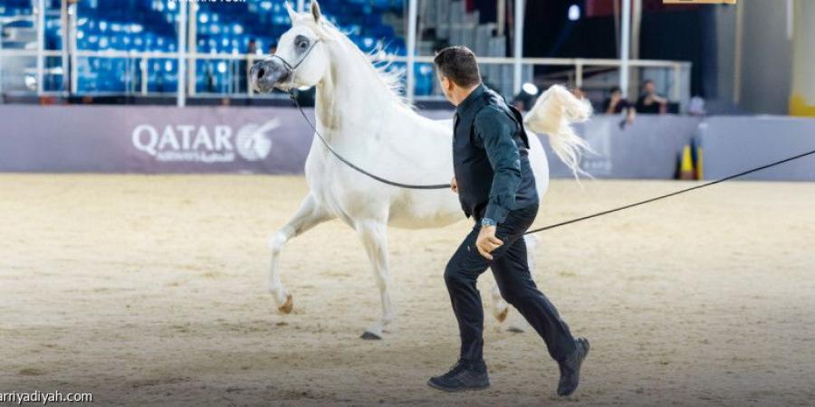 اليوم الثالث.. 5 منافسات في جولة الجياد - جورنالك الرياضي