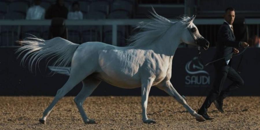 جولات الجياد العربية: جولة الرياض علامة فارقة في عالم عروض الخيل العربية الأصيلة - جورنالك