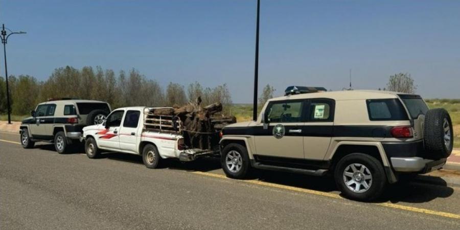 جازان.. ضبط مخالف بحوزته حطب محلي معروض للبيع - جورنالك السعودي