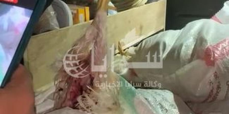 فيديو صادم .. ضبط نحو 200 دجاجة فاسدة كانت في طريقها إلى مطاعم "الشاورما" بالزرقاء - جورنالك