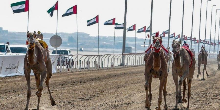 تحت رعاية رئيس الدولة.. انطلاق جائزة زايد الكبرى لسباقات الهجن 2024 بالوثبة غداً - جورنالك في الأحد 09:08 مساءً