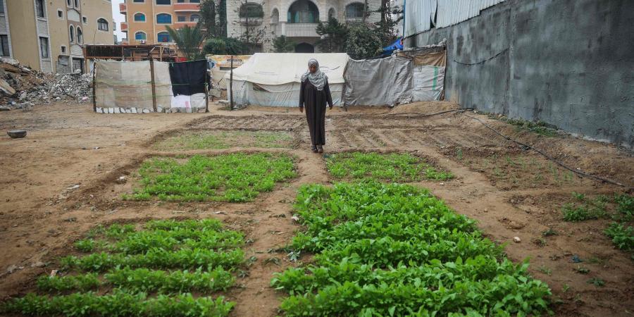 الزراعة في قطاع غزة.. رسالة صمود ومحاولة للتغلب على الواقع الكارثي - جورنالك