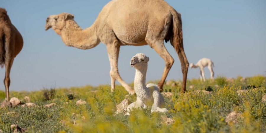 ”الزراعة“: الترقيم الإلكتروني للإبل يعزز الشفافية في البيع والشراء - جورنالك السعودي