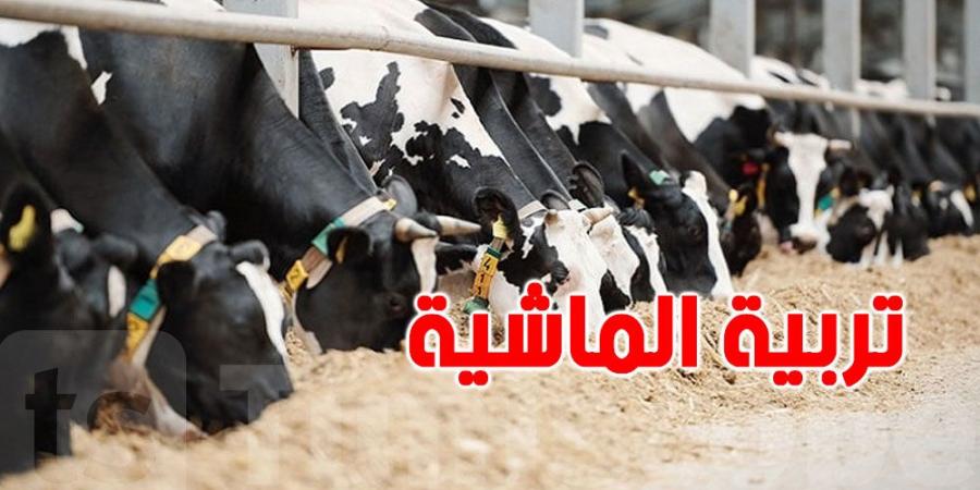 الحكومة التونسية تتخذ هذه الإجراءات لدعم مربّي الماشية - جورنالك