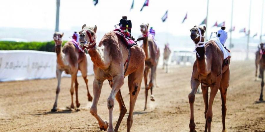 «اقعيده» تحصد كأس اللقايا الأبكار.. و«شاهين» بندقية الجعدان - جورنالك في الخميس 10:32 مساءً