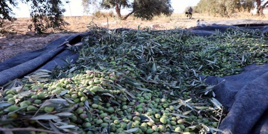 مهرجان الزيتون الوطني الـ24 ومعرض المنتجات الريفية ينطلق اليوم في عمّان - جورنالك