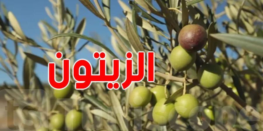 وزير الفلاحة: سنعقد إجتماعا مع مصدري زيت الزيتون والبنوك لتمويل موسم الزيتون - جورنالك