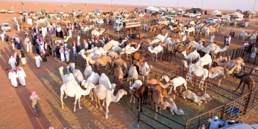 يوميا.. بيع 150 ناقة في حراج الصياهد - جورنالك الرياضي