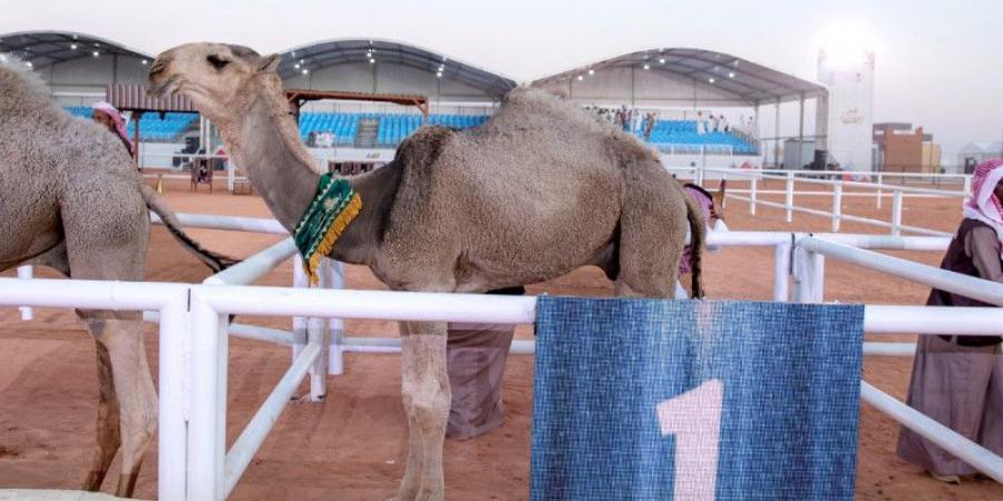 ابن جخدب والدوسري يتزعمان «الشقح» وملهم يفوز بـ «الأصايل» - جورنالك الرياضي